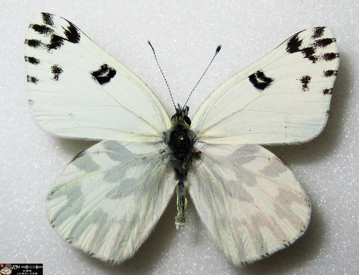 Pieris beckerii (Pontia beckerii) male